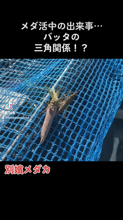 三角関係！？の記事動画