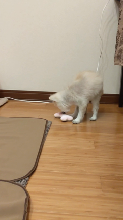 大好物のチーズの記事動画