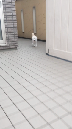 走るベルリの記事動画