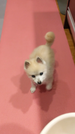 わっせわっせ…の記事動画