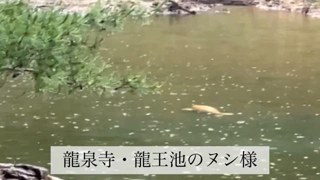 黄金のヌシ様の天敵の記事動画
