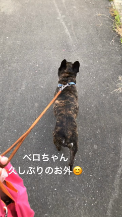 ベロお外に出れましたの記事動画
