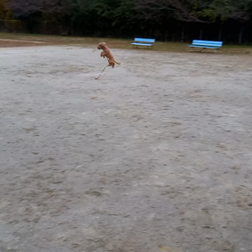 愛犬イチゴジャンプ失敗の画像