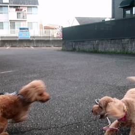 愛犬イチゴと兄妹のレオンの画像