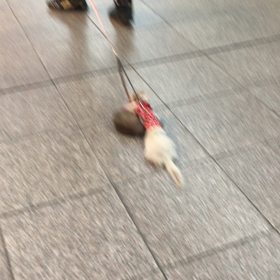 フェレットのお散歩の画像