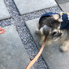 マロン、しつけ教室の画像