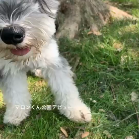マロン君、公園デビューの画像