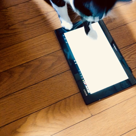 猫日記⑪の画像