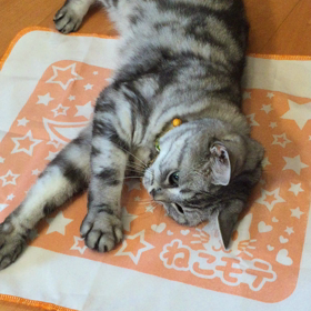 これ しゅきーーー♡の画像