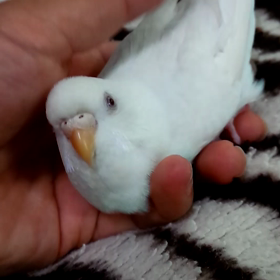 ぁんたはｲﾝｺなんゃで(´・ω・`)？wの画像