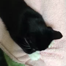 猫動画2本 数秒の画像
