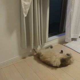マイペース。の画像