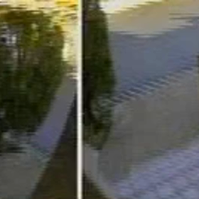 今度は、柴犬。の画像