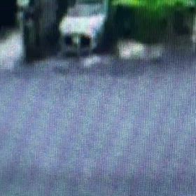 今日は、道路でバケットの残りを綺麗に　Σ('◉⌓◉’)の画像