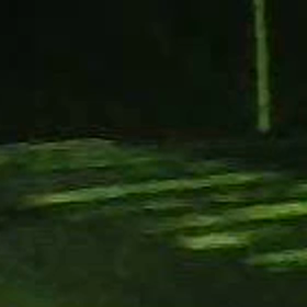 狐の画像