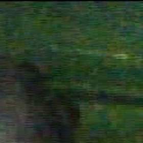 狐の画像
