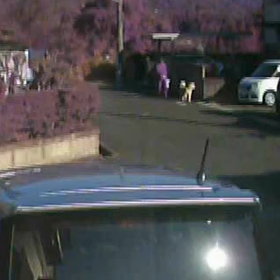 あのシバ犬が来た！の画像