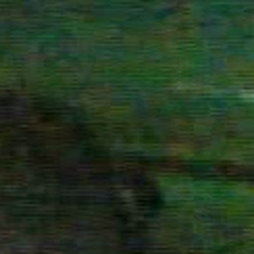 狐の画像