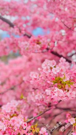 桜 今が見ごろ～！　河津桜の１本桜の記事動画