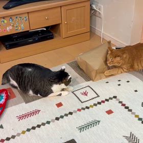 俺のモンは渡さにゃいのだ！と、オソロの編むラー♡のサムネイル画像