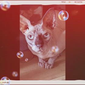 ⑮粗相が治らない猫とウチ飯と何でもアリのサムネイル画像