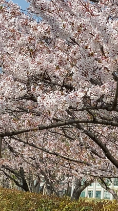 桜の季節も...の記事動画