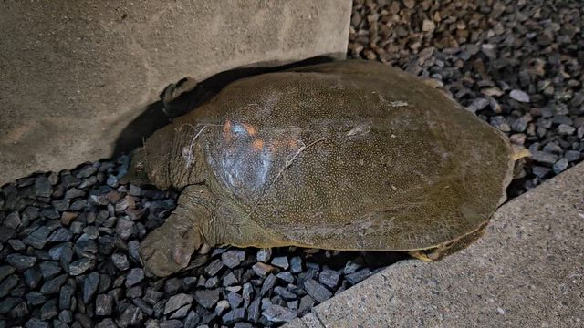 珍入者発見！(^o^)の記事動画