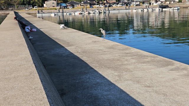 いつかのアオサギ♪(^-^)の記事動画