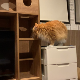 キャットウォークテレビ台の画像