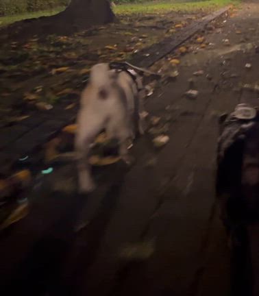 夜のワン散歩と秋パステルアートの記事動画