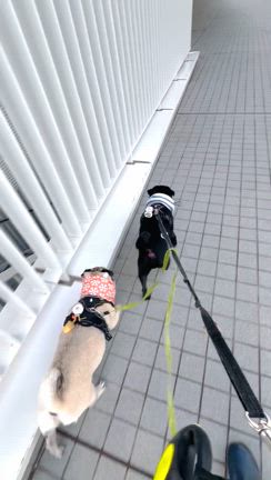 朝のワン散歩と襟巻きトカゲ、、の記事動画