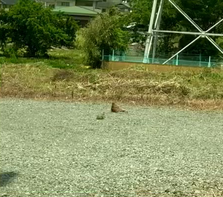この鳥なに？の記事動画
