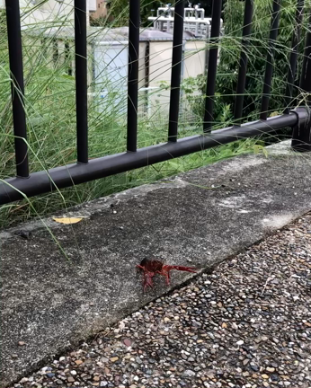 台風の雨のあがってる間にの記事動画