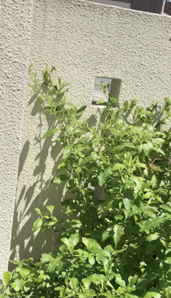 やっと教室が再開できました‼︎の記事動画