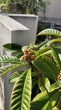 ★パリ買付　１点物ヴィンテージアクセサリー作家★ミツバチもきてるよの記事動画