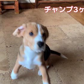3ヶ月の伏せにやられるの画像