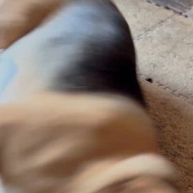 犬って大変だねの画像