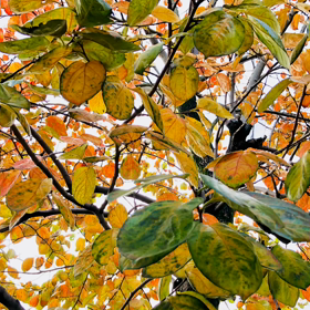 紅葉の季節ですの画像