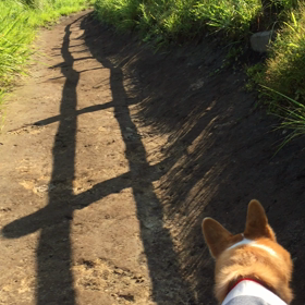 小走りするハル〜曽爾高原の画像