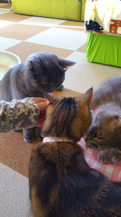 猫ｶﾌｪの記事動画
