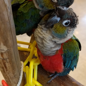 アカハラちゃんのお昼の過ごし方の画像