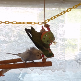 わさちゃんとイズモの画像