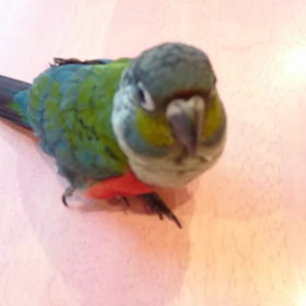 かっちゃん、芸をする。の画像