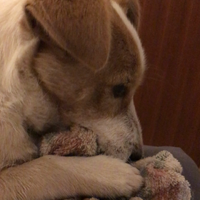 はむはむ動画♡の画像