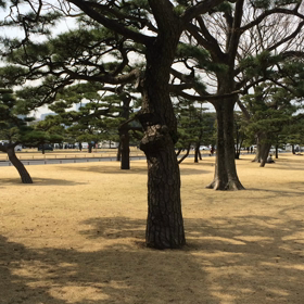 皇居前広場にも春近しの画像