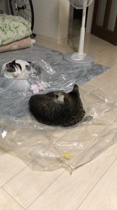 みんとくんの闘いの記事動画