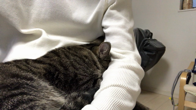 １１月2１日のランチメニューの記事動画