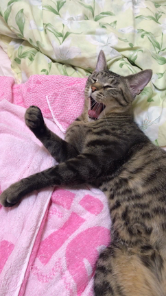 本日はお休みですの記事動画
