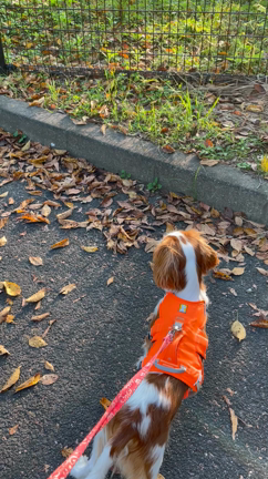 【日常の小さな楽しみ】愛犬の視線の先にあった面白い出来事｜秋はお散歩シーズンの記事動画