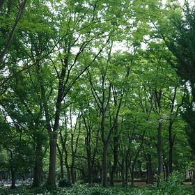 今年初めてのせみ時雨。。。の画像